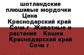 шотландские плюшивые мордочки › Цена ­ 5 000 - Краснодарский край, Сочи г. Животные и растения » Кошки   . Краснодарский край,Сочи г.